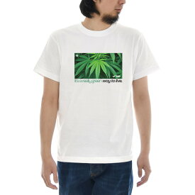 大麻 Tシャツ CANNABIS BOX ジャスト 半袖Tシャツ メンズ レディース 大きいサイズ おしゃれ ティーシャツ 麻 マリファナ カンナビス ガンジャ ウィード 柄 ストリートウェア ストリート系 カジュアル ホワイト