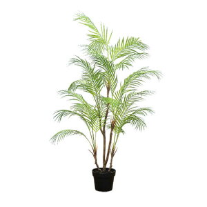 観葉植物 ヤシ ハンギングの人気商品 通販 価格比較 価格 Com