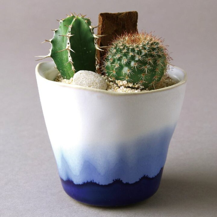 Spice スパイス 8s65 個 Bulb Life Mini Of Vase ガーデン サボテン 便利 多肉 植物 水耕サボテン 水耕栽培 期間限定60 Off Of Spice スパイス 8s65 個 Bulb Life Mini Of Vase ガーデン サボテン 便利 多肉 植物 水耕サボテン 水耕栽培 期間限定60 Off Of