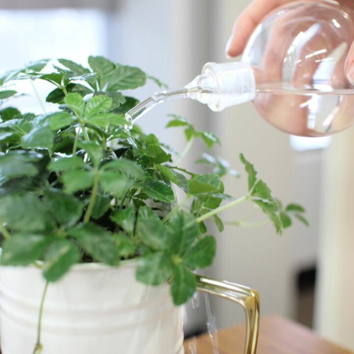 楽天市場 Spice スパイス Spice Of Life Labo Glass ガラス水差し ダブルボール クリア Kegy7000c ガーデン ガーデニング 道具 ツール 人気 ラボガラス 水さし 底面給水ポット 個性的 実用的 フラスコ型 鉢 観葉植物 水やり インテリア デザイン De Desir De Vivre