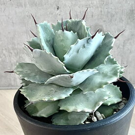 agave isthmensis /アガベ カブトガニ 【観葉植物】【多肉植物】【インテリア】【美株】【鉢込み発送】【発根済】