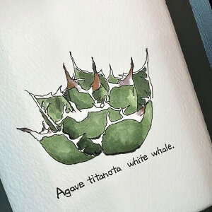 agave titanota white whale ~ painting/ AKx `^m^ nNQC painting / IWi fUCyzyzz yϗtAzyAzyCeAz