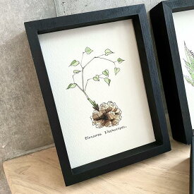 dioscorea elephatpes painting / 亀甲竜 オリジナル デザイン 植物画 デザイン画【原画】【額入り】 【観葉植物】【多肉植物】【インテリア】【ハンドメイド】【1点物】
