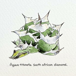 agave titanota south african diamond painting/AKx `^m^ AtJ_Ch IWi fUCyzyzz yϗtAzyAzyCeAz