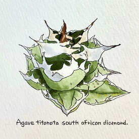 agave titanota south african diamond painting/アガベ チタノタ 南アフリカダイヤモンド オリジナル デザイン画【原画】【額入り】 【観葉植物】【多肉植物】【インテリア】