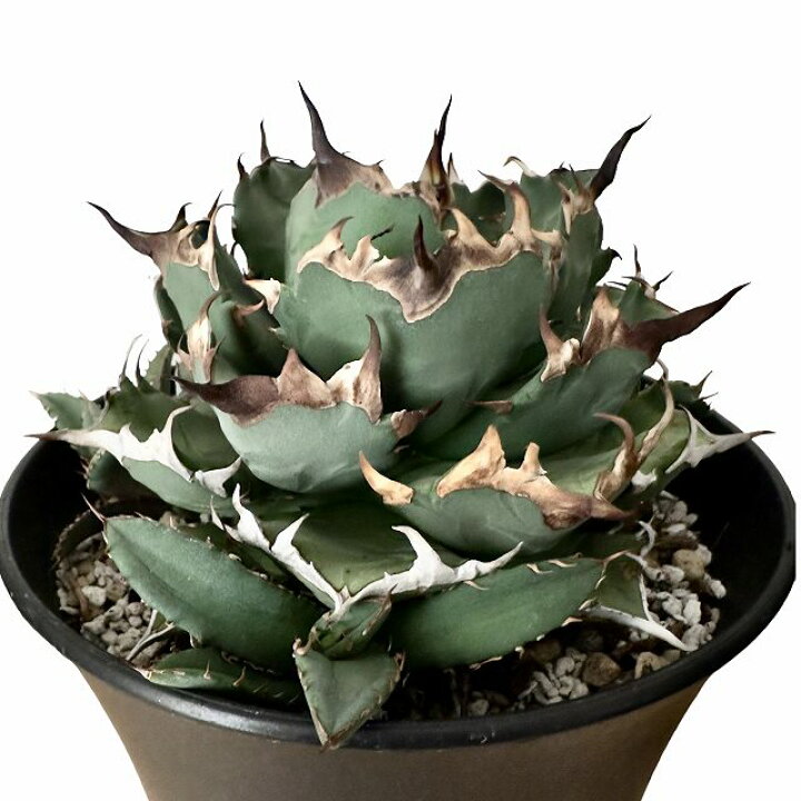 楽天市場】agave titanota アガベ チタノタ 【子株5つ付き】【観葉植物  