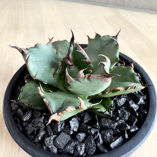 楽天市場】agave titanota No1アガベ チタノタ ナンバーワン【観葉植物