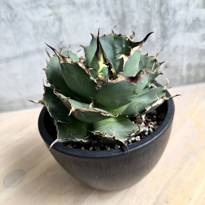 アガベチタノタ 観葉植物