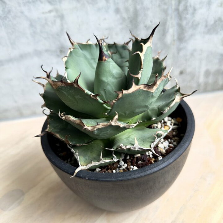 楽天市場】agave titanota fo76/アガベ チタノタ fo76 【観葉植物 