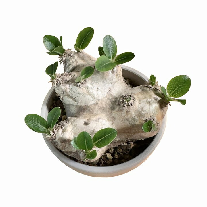 楽天市場】Pachypodium brevicauleパキポディウム ブレビカウレ 恵比寿  