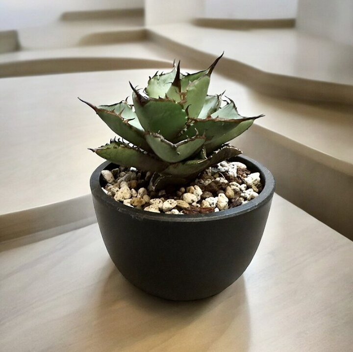 楽天市場】agave titanota panda/アガベ チタノタ パンダ 【観葉植物 