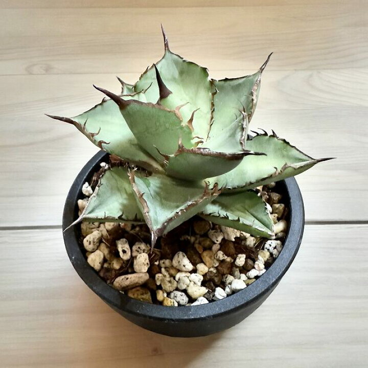 楽天市場】agave titanota panda/アガベ チタノタ パンダ 【観葉植物 