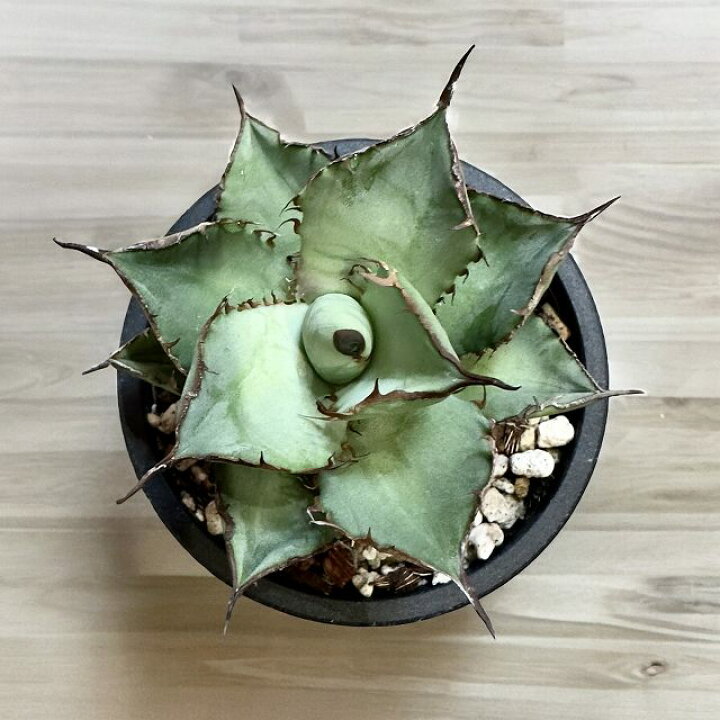 楽天市場】agave titanota panda/アガベ チタノタ パンダ 【観葉植物 