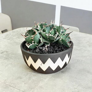 agave titanota white whale ~AKx `^m^ nNQC ~yϗtAzyBe[Wzy/valiemzyCeAzyݔzyς݁z