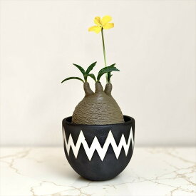pachypodium graciliusパキポディウム グラキリス【造形植物】【鉢 / valiem / Sサイズ ヴィンテージ】【インテリア】