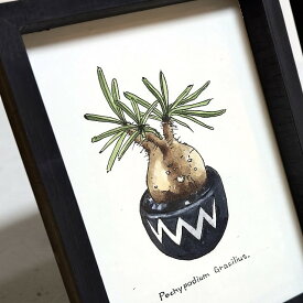 pachypodium grachilis painting / パキポディウム グラキリス オリジナル デザイン 植物画 デザイン画【原画】【額入り】 【観葉植物】【多肉植物】【インテリア】【ハンドメイド】【1点物】