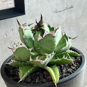 観葉植物 アガベ チタノタの人気商品 通販 価格比較 価格 Com 観葉植物 アガベ チタノタの人気商品 通販 価格比較 価格 Com