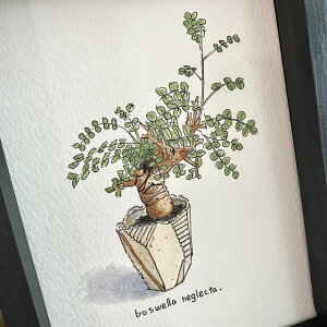 boswella negulecta painting / {XEFA lON^IWi fUCyzyzz yϗtAzyAzyCeAz