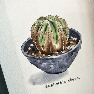 euphorbia obesa painting / [tHrA IxT IWi fUCyzyzz yϗtAzyAzyCeAz