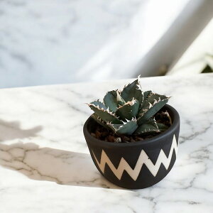 agave titanota TlAKx `^m^ TlyϗtAzyBe[Wzy/valiemzyCeAzyݔzyς݁z