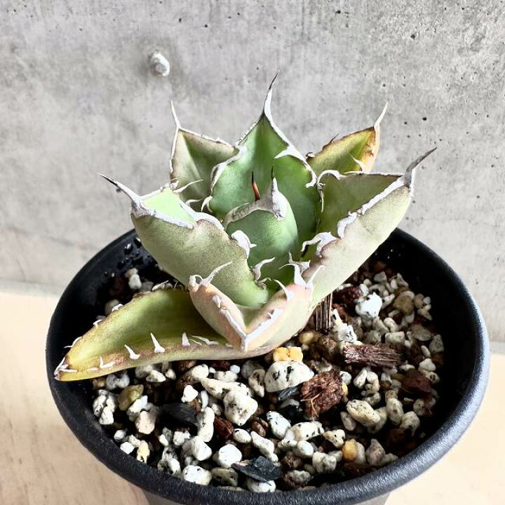 楽天市場】agave titanota fo76/アガベ チタノタ fo76 【観葉植物 