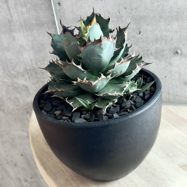 楽天市場】agave titanota アガベ チタノタ 【観葉植物】【多肉植物 