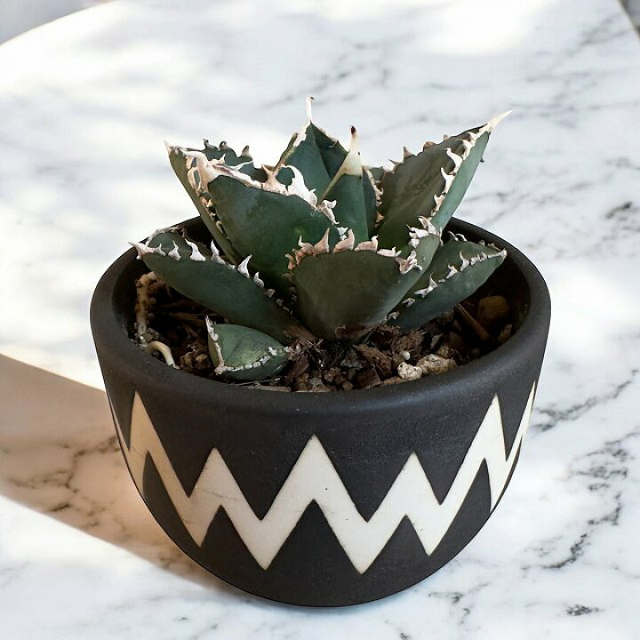 楽天市場】agave titanota 狼人アガベ チタノタ 狼人【観葉植物 