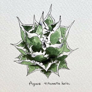 agave titanota kaio painting/AKx `^m^ C IWi fUCyzyzz yϗtAzyAzyCeAz