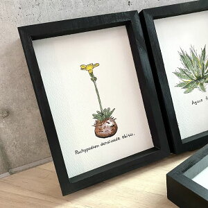 pachypodium-densi-caule painting / pL|fBE fVJE b单/T{e JN^X IWi fUCyzyzz yϗtAzyAzyCeAz