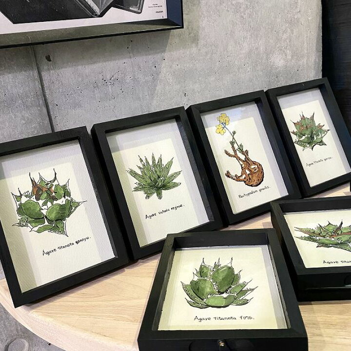 楽天市場】pachypodium grachilis painting / パキポディウム 
