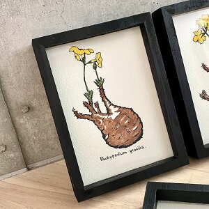 pachypodium grachilis painting / pL|fBE OLX IWi fUC A y2/ʐ^摜̓fUC\[X/iɂ͕t܂zyzyzzyϗtAzyAzy