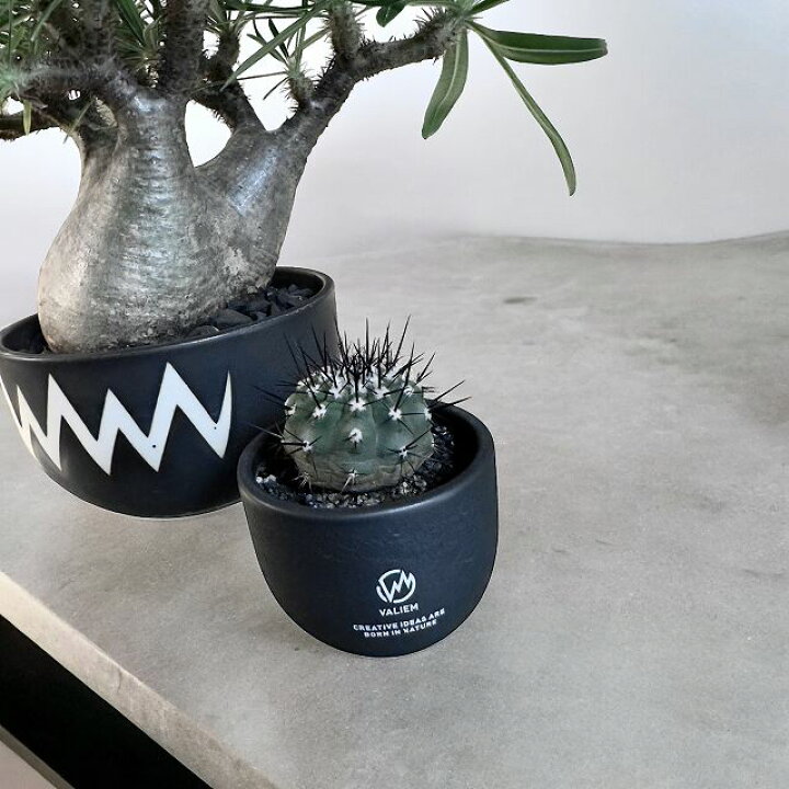 楽天市場】copiapoa chinereaコピアポア シネレア 黒王丸【観葉植物 
