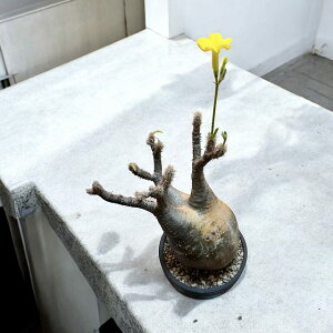 pachypodium graciliuspL|fBE OLX ynzyϗtAzyAzyCeAzyݔzyρz