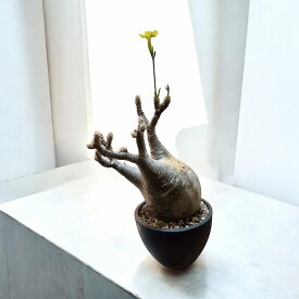 pachypodium graciliusパキポディウム グラキリス 【現地球】【観葉植物】【多肉植物】【インテリア】【鉢込み発送】【発根済】