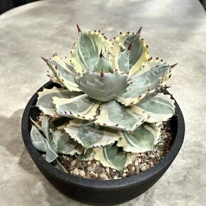 agave isthmensis ohi kabutogani f.variegata /AKx ܃JugKj yϗtAzyAzyCeAzyݔzyρzyq1tz