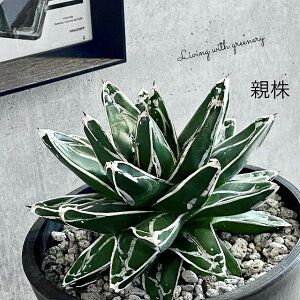 観葉植物 アガベ 笹の雪の人気商品 通販 価格比較 価格 Com