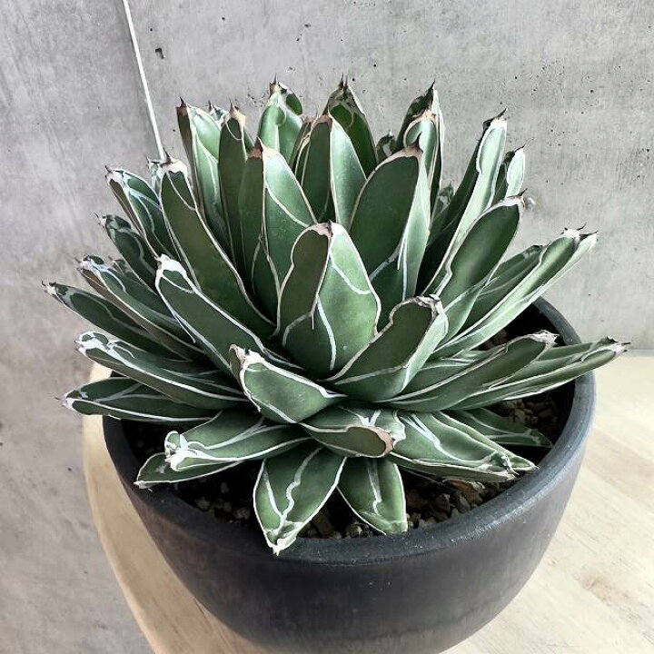 楽天市場】agave Victoria reginae / アガベ ヴィクトリアレジーナ 笹 