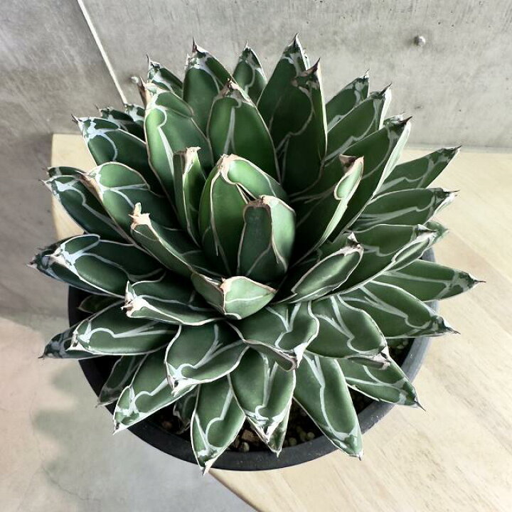 楽天市場】agave Victoria reginae / アガベ ヴィクトリアレジーナ 笹  