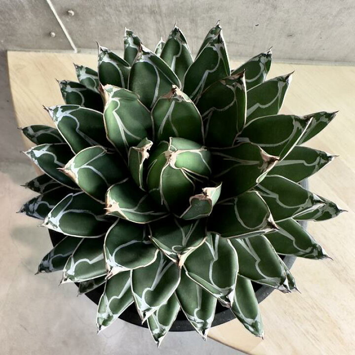 楽天市場】agave Victoria reginae / アガベ ヴィクトリアレジーナ 笹 