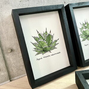 agave titanota painting/AKx `^m^ bhLbg EB[Y IWi fUCy3/ʐ^摜̓fUC\[X/iɂ͕t܂zyzyzz yϗtAzyA