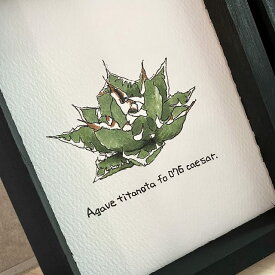 agave titanota fo 076 caesar/アガベ チタノタ fo 076 シーザー painting / オリジナル デザイン画【原画】【額入り】 【観葉植物】【多肉植物】【インテリア】