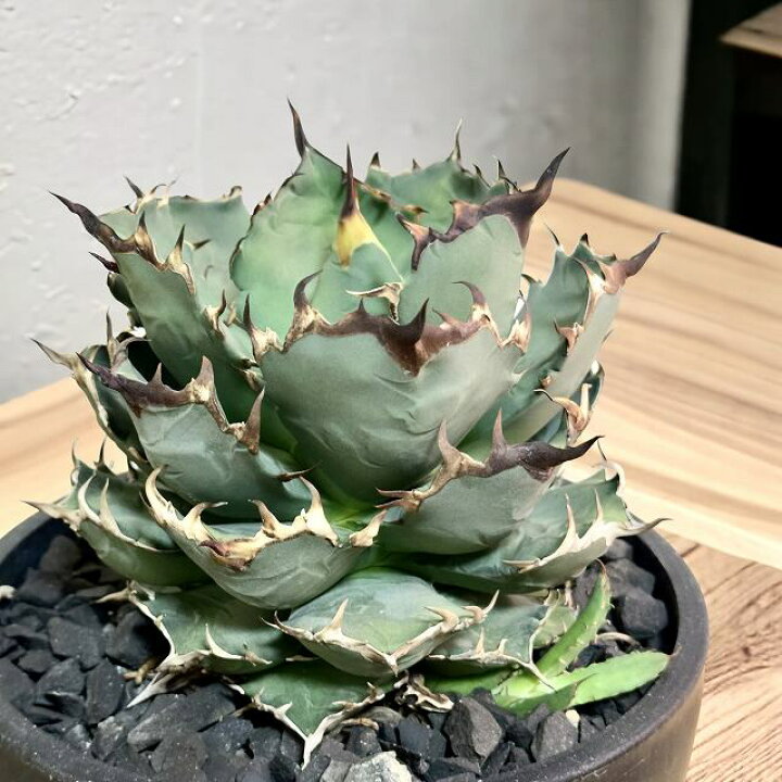 楽天市場】agave titanota アガベ チタノタ 【観葉植物】【多肉植物  