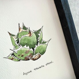 agave titanota oteroi painting / アガベ チタノタ オテロイ オリジナル デザイン画【原画】【額入り】 【観葉植物】【多肉植物】【インテリア】