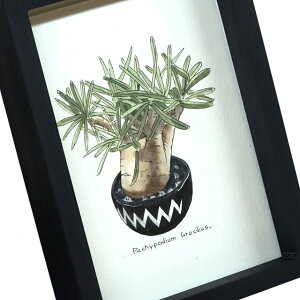 pachypodium gracilius painting/pL|fBE OLX IWi fUCyzyzz yϗtAzyAzyCeAzy򍪐Az