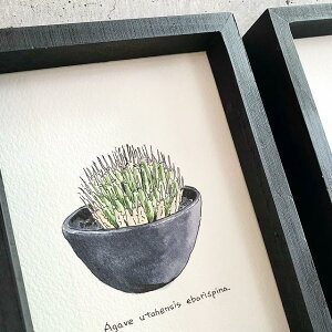 agave utahensis eborispinapainting / AKx ^GVX G{Xsi IWi fUCyzyzz yϗtAzyAzyCeAz