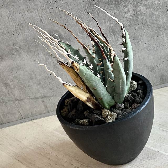 楽天市場】agave utahensis eborispina /アガベ ユタエンシス 