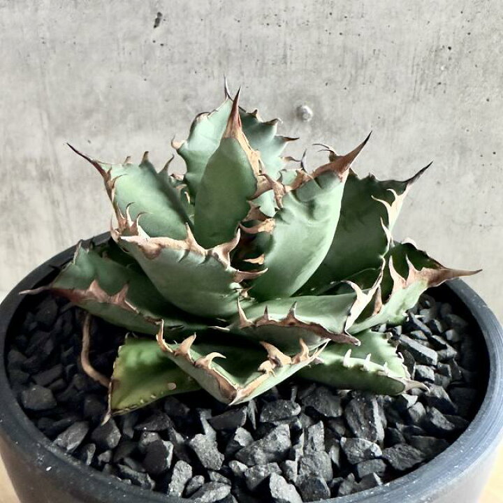 楽天市場】agave titanota No1アガベ チタノタ ナンバーワン 【観葉 