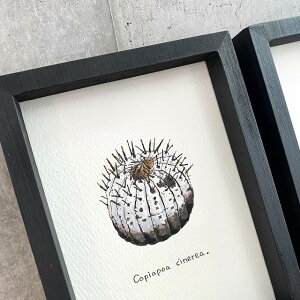 Copiapoa cinerea painting / RsA|A VlA  IWi fUC A fUCyzyzz yϗtAzyAzyCeAzynhChzy1_z