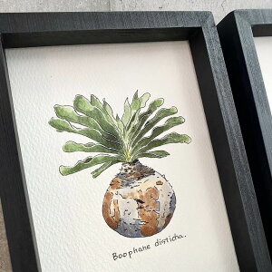 Boophone disticha painting / u[t@EfBXeBJ IWi fUC A fUCyzyzz yϗtAzyAzyCeAzynhChzy1_z