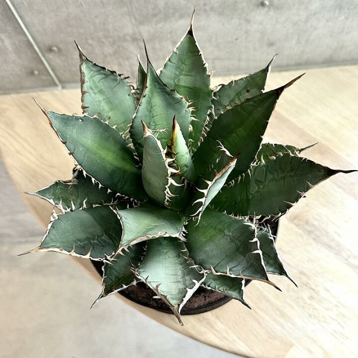 楽天市場】agave titanota oaxaca アガベ チタノタ オアハカ 